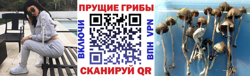 Галлюциногенные грибы Psilocybine cubensis  Шимановск 